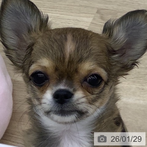 山梨県のチワワ(ロング) (ペットプラス 甲府昭和店/2025年11月22日生まれ/女の子/レッドホワイト)の子犬の4枚目の画像