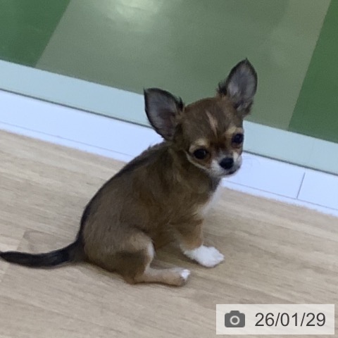 山梨県のチワワ(ロング) (ペットプラス 甲府昭和店/2025年11月22日生まれ/女の子/レッドホワイト)の子犬の3枚目の画像