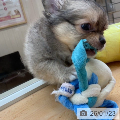 埼玉県のチワワ(ロング) (ペットプラス 浦和美園店/2025年11月22日生まれ/男の子/フォーンホワイト)の子犬の4枚目の画像