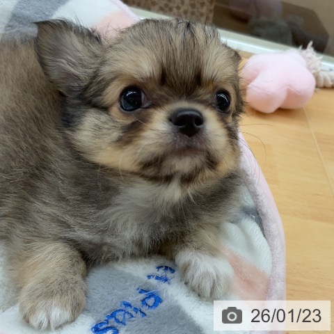 埼玉県のチワワ(ロング) (ペットプラス 浦和美園店/2025年11月22日生まれ/男の子/フォーンホワイト)の子犬の3枚目の画像