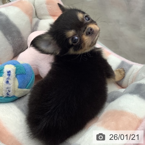 埼玉県のチワワ(ロング) (ペットプラス 川口店/2025年11月22日生まれ/男の子/ブラックタンホワイト)の子犬の4枚目の画像
