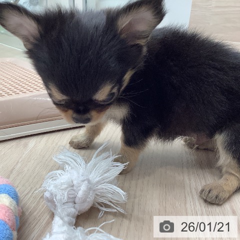 埼玉県のチワワ(ロング) (ペットプラス 川口店/2025年11月22日生まれ/男の子/ブラックタンホワイト)の子犬の3枚目の画像