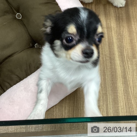 茨城県のチワワ(ロング) (ペッツワン 阿見店/2025年11月22日生まれ/男の子/ブラックタンホワイト)の子犬の4枚目の画像