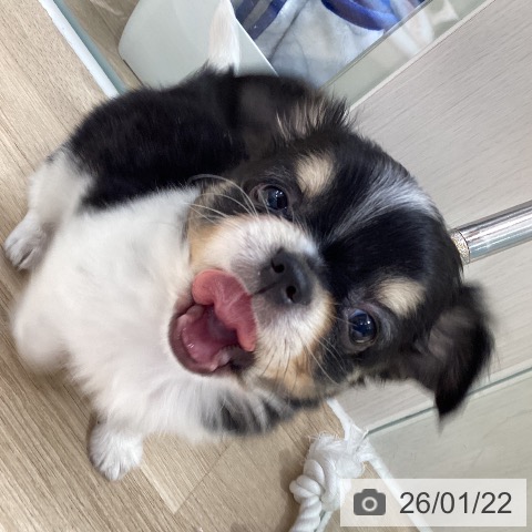 茨城県のチワワ(ロング) (ペッツワン 阿見店/2025年11月22日生まれ/男の子/ブラックタンホワイト)の子犬の3枚目の画像