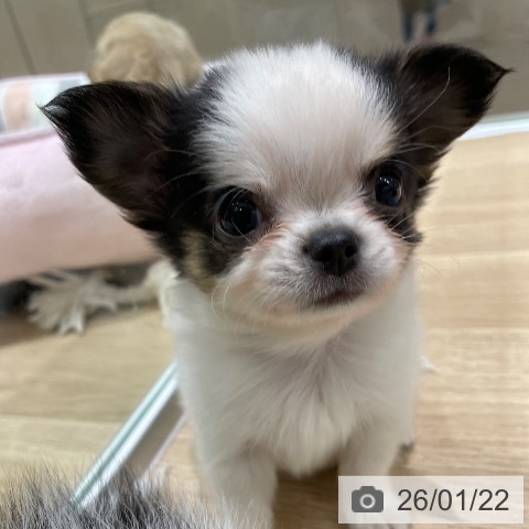 埼玉県のチワワ(ロング) (ペットプラス ららぽーと富士見店/2025年11月22日生まれ/男の子/ホワイトブラック)の子犬の3枚目の画像