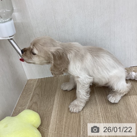 山梨県のアメリカンコッカースパニエル (ペットプラス 甲府国母店/2025年11月22日生まれ/女の子/バフ)の子犬の4枚目の画像