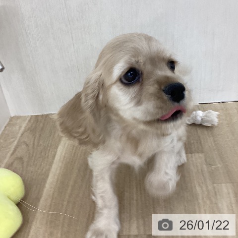 山梨県のアメリカンコッカースパニエル (ペットプラス 甲府国母店/2025年11月22日生まれ/女の子/バフ)の子犬の3枚目の画像