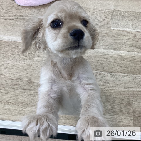 山梨県のアメリカンコッカースパニエル (ペットプラス 甲府国母店/2025年11月22日生まれ/女の子/バフ)の子犬の4枚目の画像