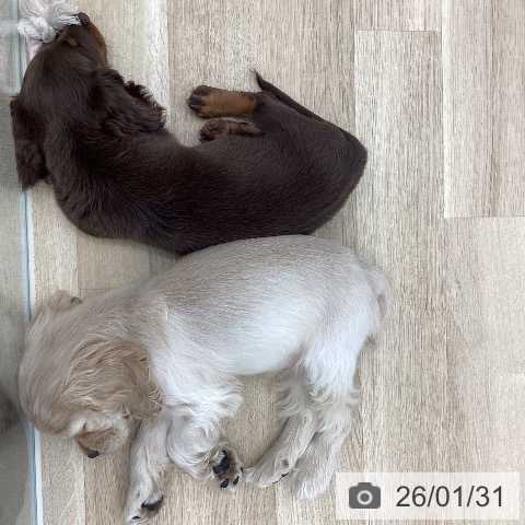 山梨県のアメリカンコッカースパニエル (ペットプラス 甲府国母店/2025年11月22日生まれ/女の子/バフ)の子犬の3枚目の画像