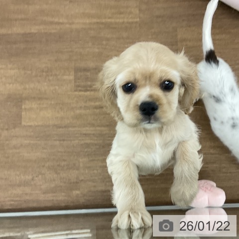 千葉県のアメリカンコッカースパニエル (ペッツワン 千葉ニュータウン店/2025年11月22日生まれ/女の子/バフ)の子犬の4枚目の画像