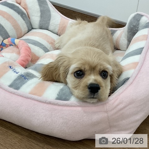 千葉県のアメリカンコッカースパニエル (ペッツワン 千葉ニュータウン店/2025年11月22日生まれ/女の子/バフ)の子犬の3枚目の画像