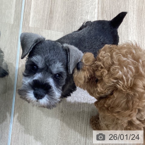 宮城県のミニチュアシュナウザー (ペットプラス 名取店/2025年11月12日生まれ/男の子/ソルトペッパー)の子犬の3枚目の画像