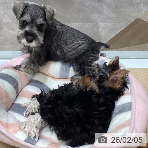 宮城県のミニチュアシュナウザー (ペットプラス 名取店/2025年11月12日生まれ/男の子/ソルトペッパー)の子犬の4枚目の画像