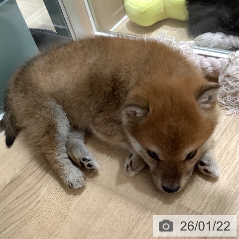 埼玉県の柴犬(標準サイズ) (ペットプラス ららぽーと富士見店/2025年11月22日生まれ/女の子/赤)の子犬の3枚目の画像