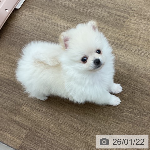 千葉県のポメラニアン (ペッツワン 千葉ニュータウン店/2025年11月20日生まれ/男の子/ホワイトクリーム)の子犬の3枚目の画像
