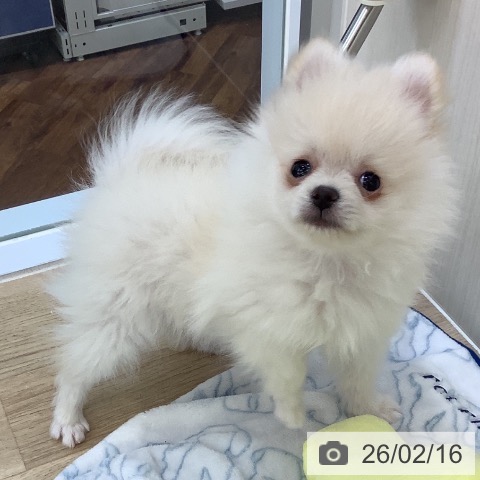 千葉県のポメラニアン (ペットプラス 船橋店/2025年11月20日生まれ/男の子/ホワイトクリーム)の子犬の4枚目の画像
