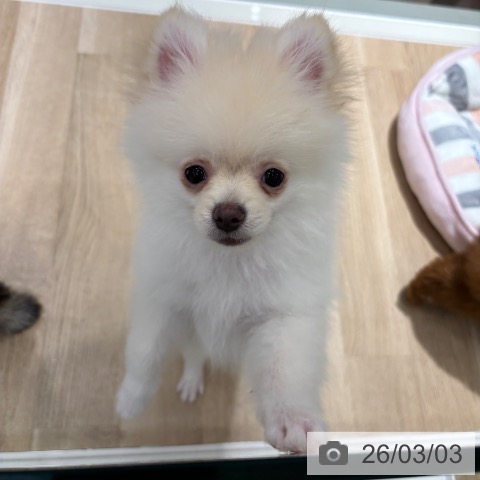 ポメラニアンの写真