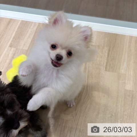 千葉県のポメラニアン (ペットプラス 木更津店/2025年11月20日生まれ/男の子/ホワイトクリーム)の子犬の4枚目の画像