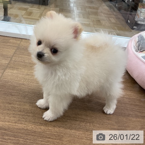千葉県のポメラニアン (ペットプラス 船橋店/2025年11月20日生まれ/男の子/ホワイトクリーム)の子犬の3枚目の画像