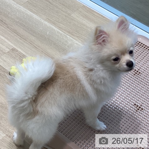 ポメラニアンの写真
