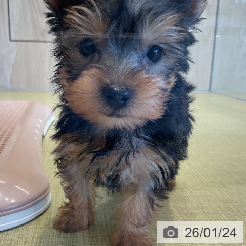 福島県のヨークシャーテリア (ペットプラス イオンタウン郡山店/2025年11月22日生まれ/男の子/スチールブルータン)の子犬の4枚目の画像