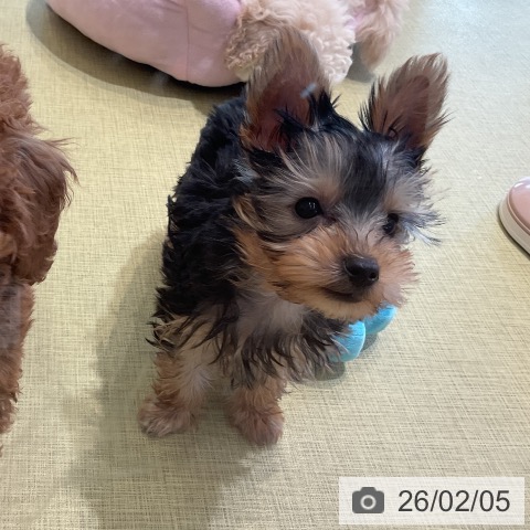 福島県のヨークシャーテリア (ペットプラス イオンタウン郡山店/2025年11月22日生まれ/男の子/スチールブルータン)の子犬の4枚目の画像