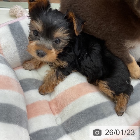 千葉県のヨークシャーテリア (ペットプラス 成田店/2025年11月22日生まれ/女の子/スチールブルータン)の子犬の4枚目の画像