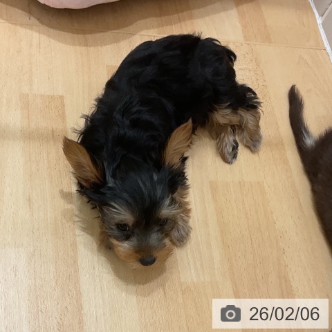 千葉県のヨークシャーテリア (ペットプラス 成田店/2025年11月22日生まれ/女の子/スチールブルータン)の子犬の4枚目の画像