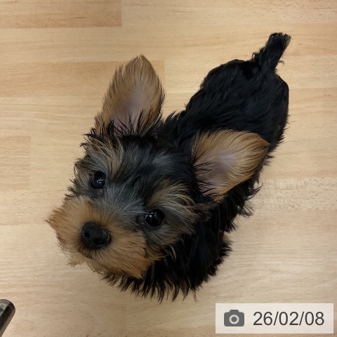 千葉県のヨークシャーテリア (ペットプラス 成田店/2025年11月22日生まれ/女の子/スチールブルータン)の子犬の4枚目の画像