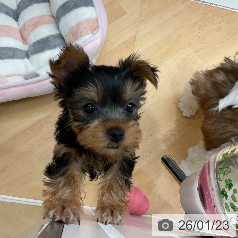 千葉県のヨークシャーテリア (ペットプラス 成田店/2025年11月22日生まれ/女の子/スチールブルータン)の子犬の3枚目の画像