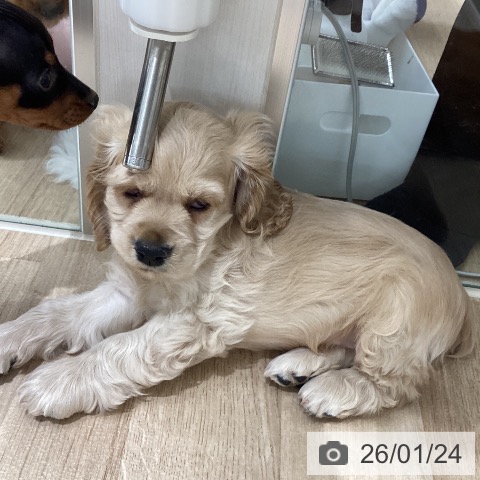 宮城県のアメリカンコッカースパニエル (ペットプラス 仙台上杉店/2025年11月22日生まれ/男の子/バフ)の子犬の4枚目の画像