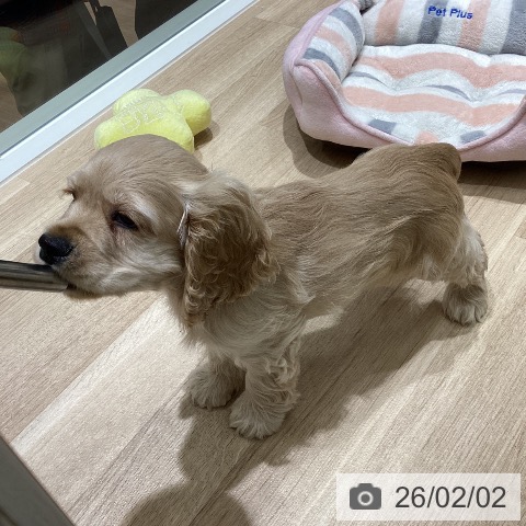 アメリカン・コッカー・スパニエルの写真