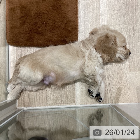 宮城県のアメリカンコッカースパニエル (ペットプラス 仙台上杉店/2025年11月22日生まれ/男の子/バフ)の子犬の3枚目の画像