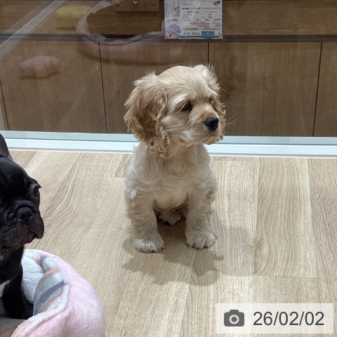 宮城県のアメリカンコッカースパニエル (ペットプラス 仙台上杉店/2025年11月22日生まれ/男の子/バフ)の子犬の4枚目の画像
