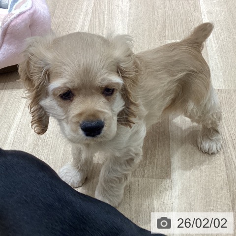 宮城県のアメリカンコッカースパニエル (ペットプラス 仙台上杉店/2025年11月22日生まれ/男の子/バフ)の子犬の3枚目の画像