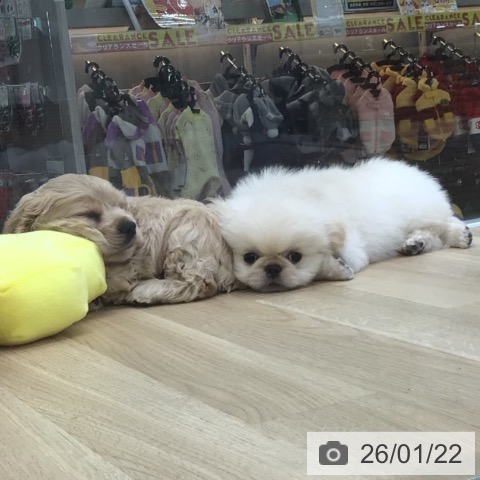 福島県のアメリカンコッカースパニエル (ペットプラス 福島店/2025年11月22日生まれ/男の子/バフ)の子犬の4枚目の画像