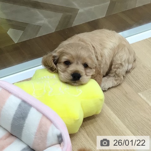 福島県のアメリカンコッカースパニエル (ペットプラス 福島店/2025年11月22日生まれ/男の子/バフ)の子犬の3枚目の画像