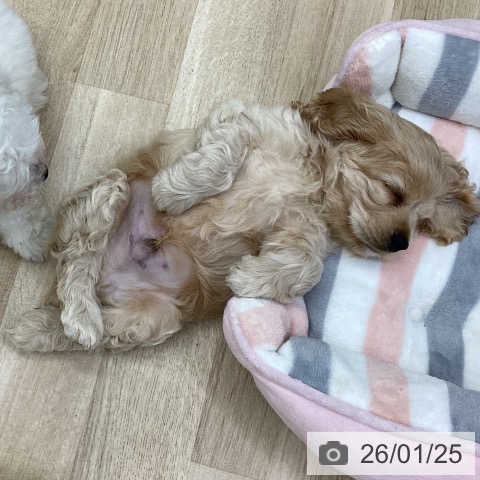 福島県のアメリカンコッカースパニエル (ペットプラス 福島店/2025年11月22日生まれ/男の子/バフ)の子犬の3枚目の画像