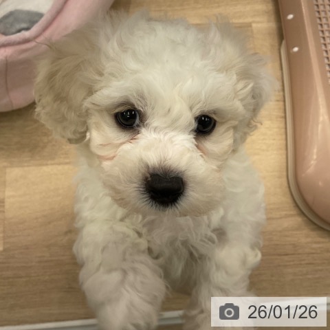 神奈川県のビションフリーゼ (ペットプラス 天王町店/2025年11月20日生まれ/男の子/ホワイト)の子犬の4枚目の画像