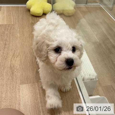 神奈川県のビションフリーゼ (ペットプラス 天王町店/2025年11月20日生まれ/男の子/ホワイト)の子犬の3枚目の画像