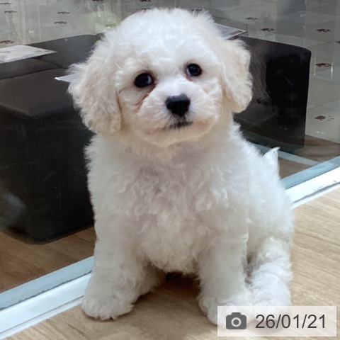 埼玉県のビションフリーゼ (ペットプラス ピオニウォーク東松山店/2025年11月20日生まれ/男の子/ホワイト)の子犬の3枚目の画像