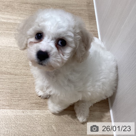 埼玉県のビションフリーゼ (ペットプラス ピオニウォーク東松山店/2025年11月20日生まれ/男の子/ホワイト)の子犬の4枚目の画像