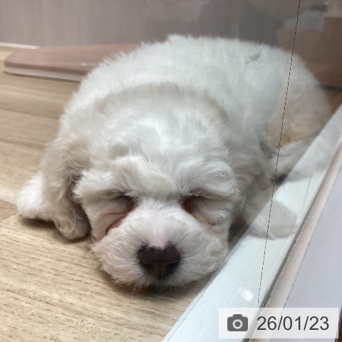 埼玉県のビションフリーゼ (ペットプラス ピオニウォーク東松山店/2025年11月20日生まれ/男の子/ホワイト)の子犬の3枚目の画像