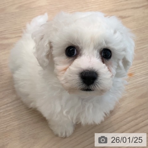 千葉県のビションフリーゼ (ペットプラス 幕張新都心店/2025年11月20日生まれ/男の子/ホワイト)の子犬の3枚目の画像