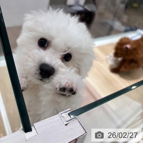 千葉県のビションフリーゼ (ペットプラス 木更津店/2025年11月20日生まれ/男の子/ホワイト)の子犬の4枚目の画像