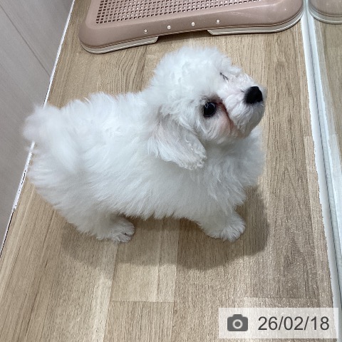 千葉県のビションフリーゼ (ペットプラス 木更津店/2025年11月20日生まれ/男の子/ホワイト)の子犬の3枚目の画像