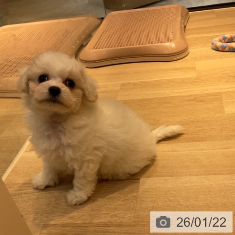 東京都のビションフリーゼ (ペットプラス アクアシティお台場店/2025年11月20日生まれ/女の子/ホワイト)の子犬の3枚目の画像