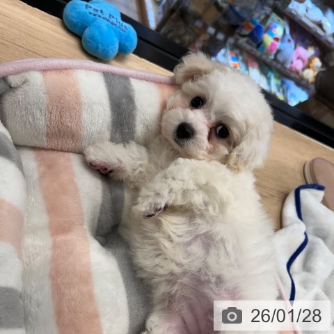 ビション・フリーゼの写真