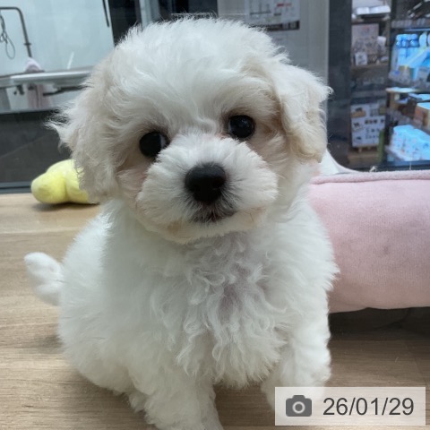 ビション・フリーゼの写真