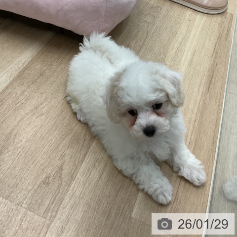 神奈川県のビションフリーゼ (ペットプラス 武蔵小杉店/2025年11月20日生まれ/女の子/ホワイト)の子犬の4枚目の画像